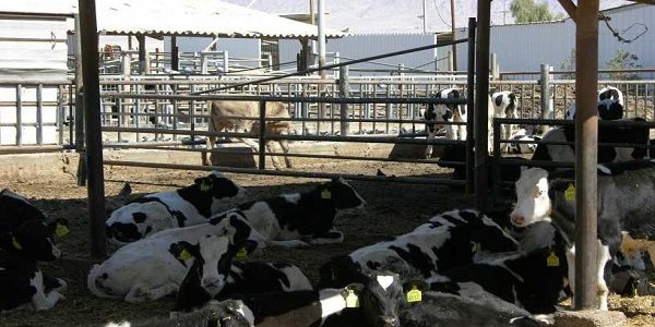 شروط قرض تربية المواشي