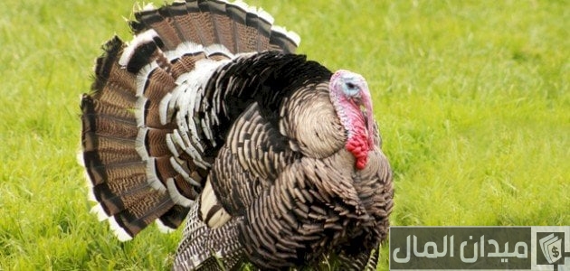 طرق تربية الدجاج الرومي