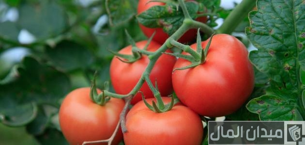 طريقة زراعة شتلات الطماطم
