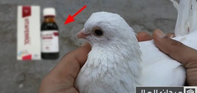 علاج أمراض الحمام