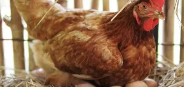 فوائد السكر للدواجن