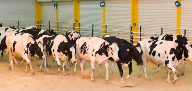 فوائد تربية الأبقار على الاقتصاد