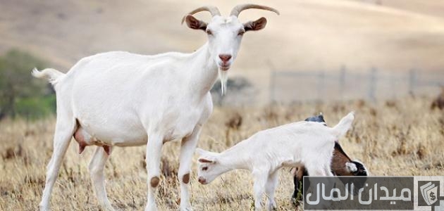 كم تنتج الماعز من الحليب في اليوم