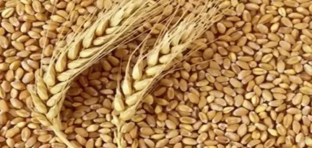 كم طن تستورد مصر من القمح