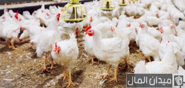 كيفية انشاء مزرعة دواجن تسمين