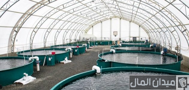 كيفية تربية الأسماك في المزارع الصغيرة