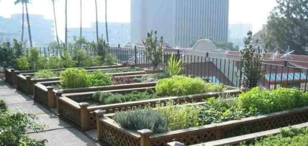 كيفية زراعة أسطح المنازل