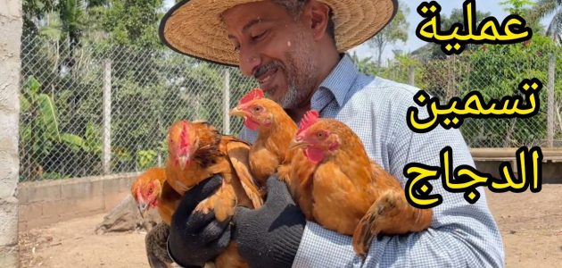 كيفية وطريقة تسمين الدجاج بسرعة