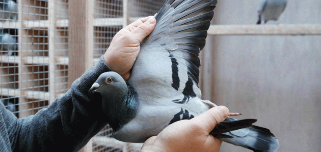 مخاطر تربية الحمام