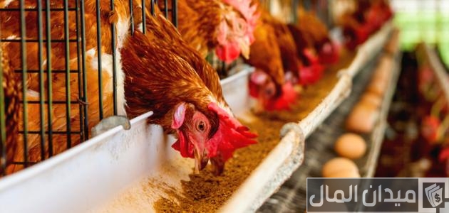مراحل تصنيع اعلاف الدواجن
