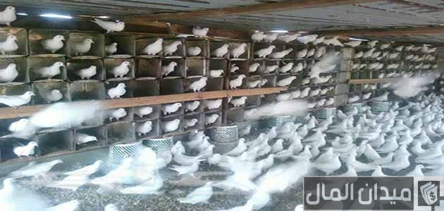 مزارع الحمام البلدى