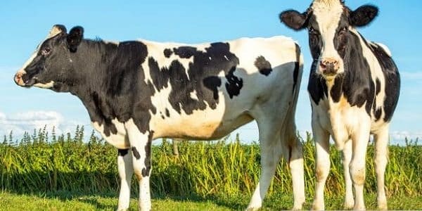 مشروع تربية الأبقار في مصر