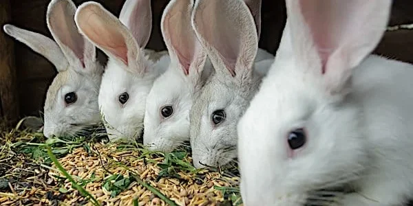 مشروع تربية الأرانب في المنزل