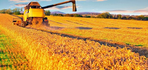 مشروع زراعة القمح