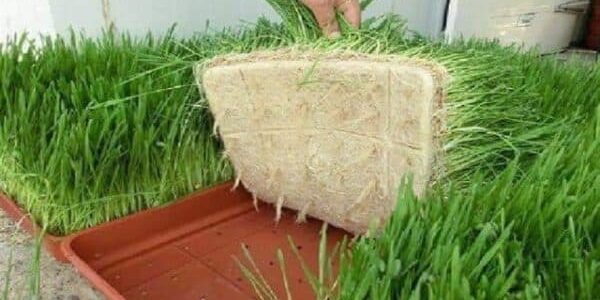 مشروع صناعة غرف الشعير المستنبت