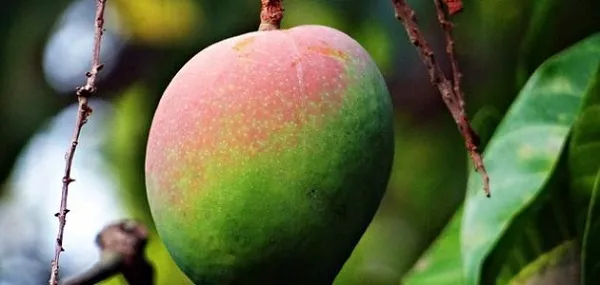 مواعيد زراعة شتلات المانجو