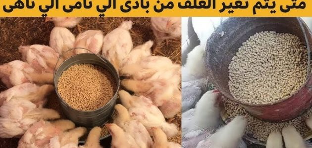 وقت تغيير العلف للفراخ البيضاء