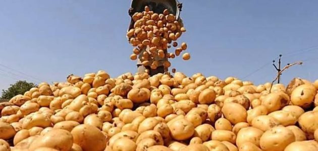 البطاطس المصرية تحقق نجاحات جديدة في الأسواق الأوروبية بفضل تشريع يعزز الصادرات