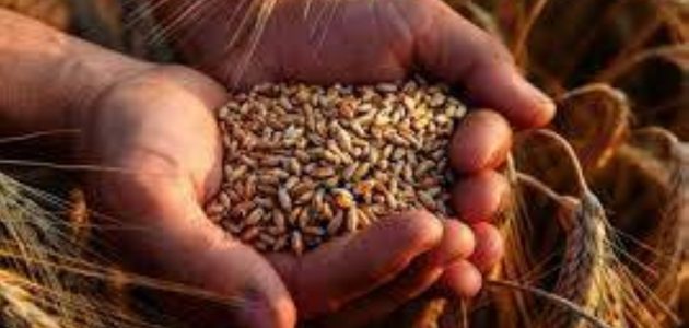 المخزون الاستراتيجي للعراق من القمح يتجاوز التوقعات ويعزز الأمن الغذائي