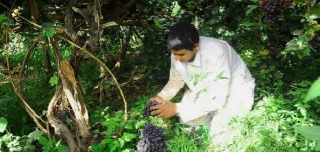 عنب نجران يساهم في تعزيز الاقتصاد الزراعي والسياحي بـ 3000 طن