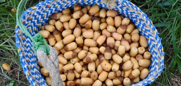 موسم التمور ينطلق في السعودية: الرياض تتصدر بـ80 صنفاً مميزاً